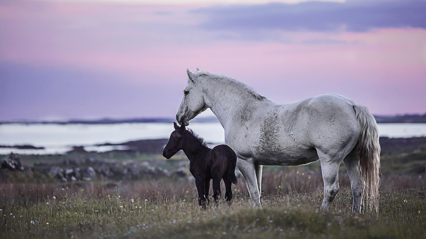 Lisa Falinski - Horse Picture